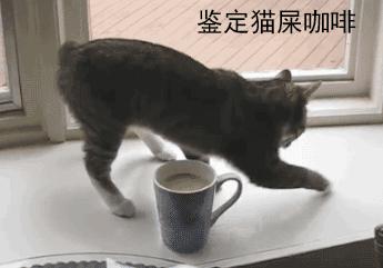 网友把足球PS成猫咪,毫无违和感!看什么看,没猫你踢什么球!