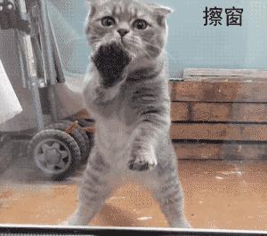 网友把足球PS成猫咪,毫无违和感!看什么看,没猫你踢什么球!