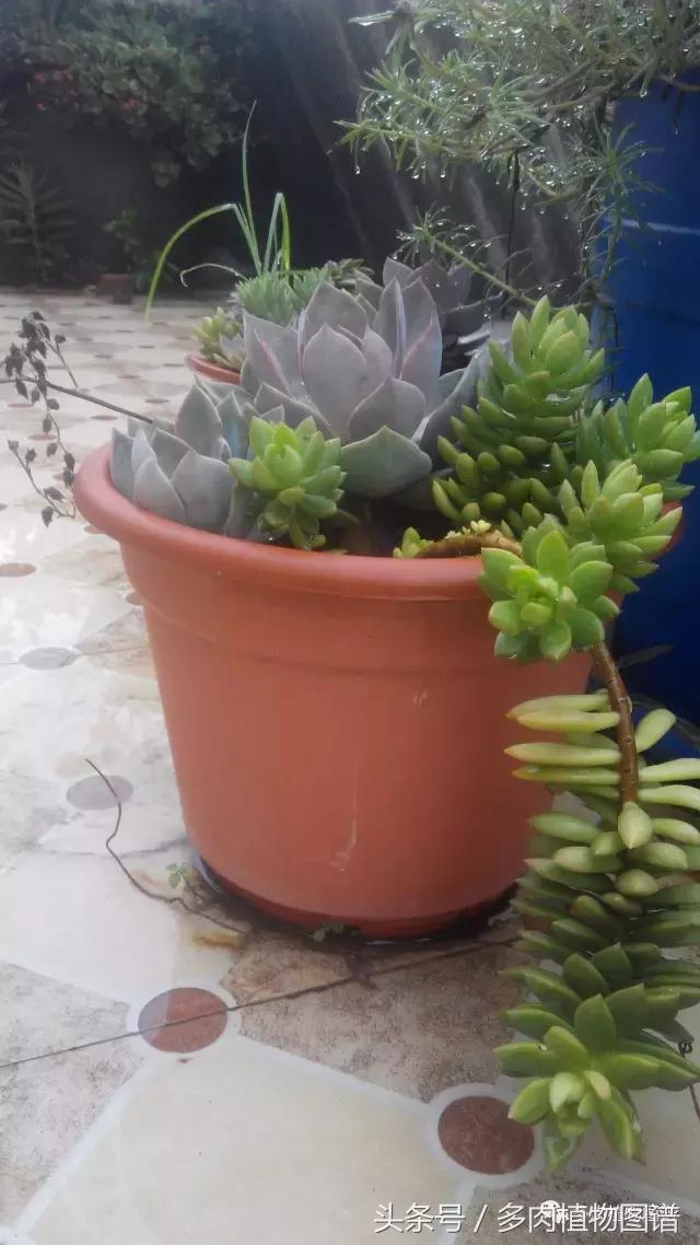 离家一个月20天,离家一个月养猪