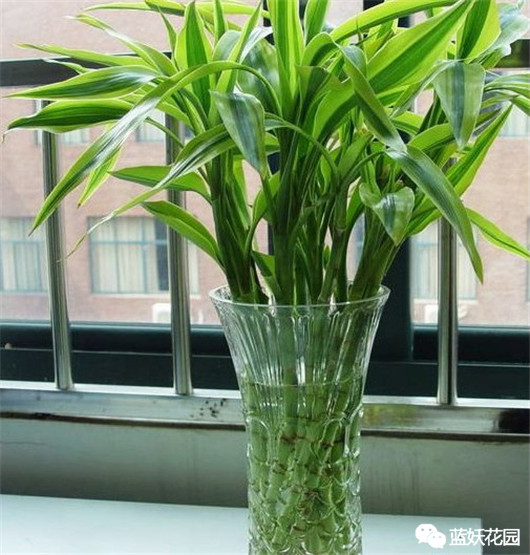 富贵竹叶子发黄怎么养护,招财富贵竹叶子发黄加醋