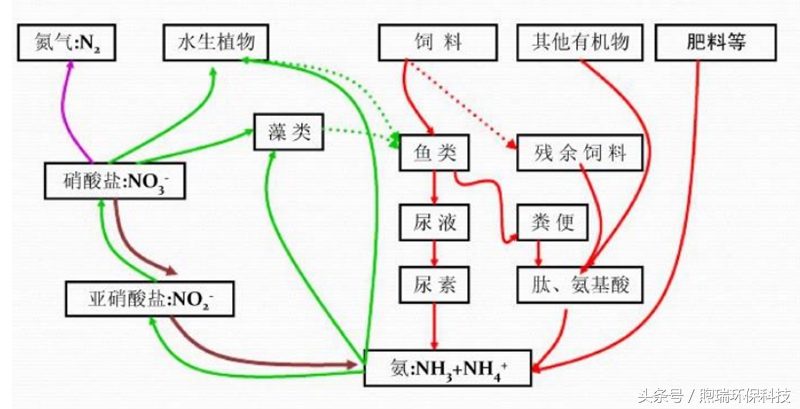 锦鲤鱼池生态循环过滤,锦鲤鱼池过滤系统视频