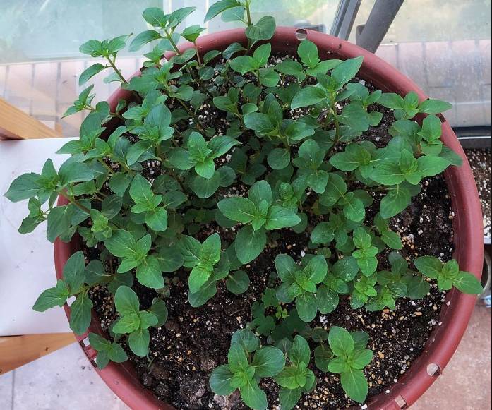 蚊虫太烦人盆栽三种驱蚊植物,适合室内种植的驱蚊的植物