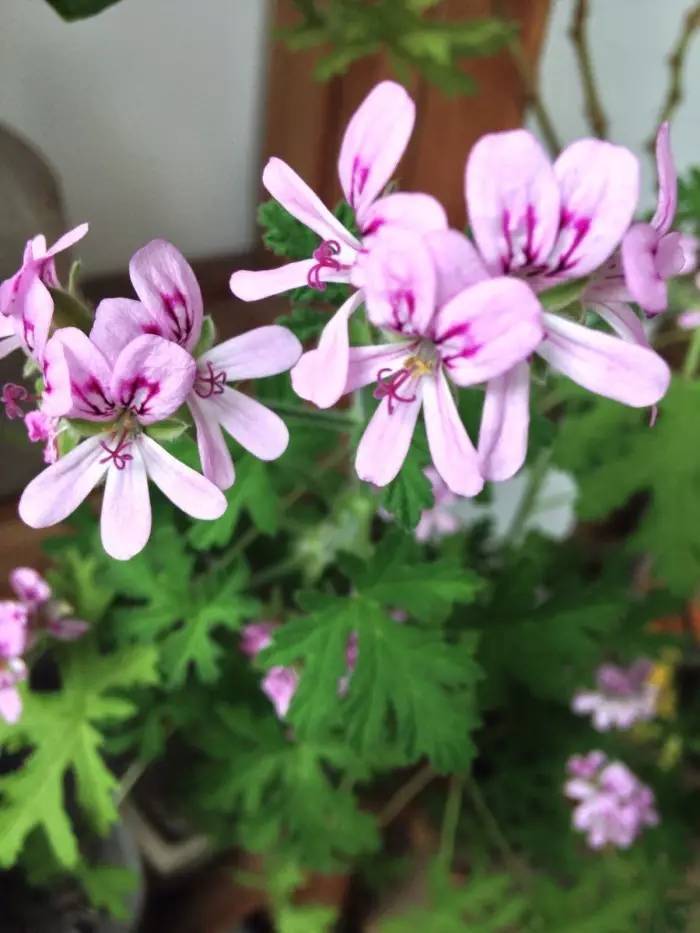 蚊虫太烦人盆栽三种驱蚊植物,适合室内种植的驱蚊的植物