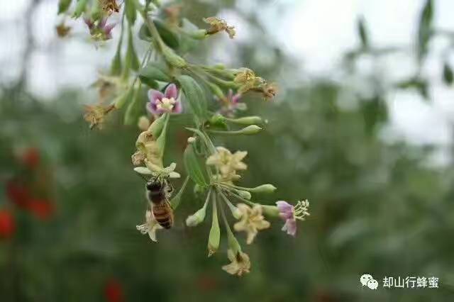 老蜂农：教你中蜂如何防治巢虫