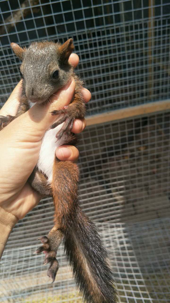 魔王松鼠和雪地松鼠哪个更好养,松鼠饲养