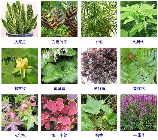 常见花卉盆栽100种,盆栽什么品种花草最好养