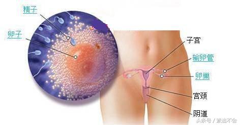 超萌龙凤胎宝宝图片,孕1到9周胎儿发育全过程