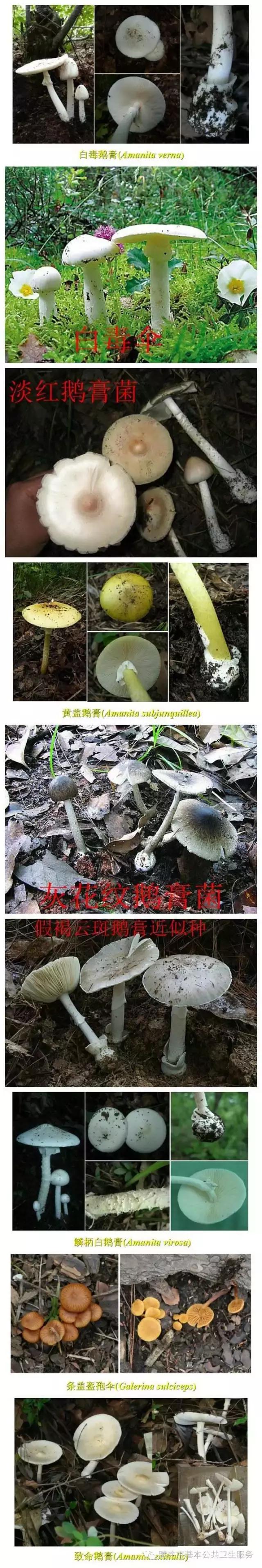 文山有多少人野生菌中毒,文山一家人吃野生菌中毒事件