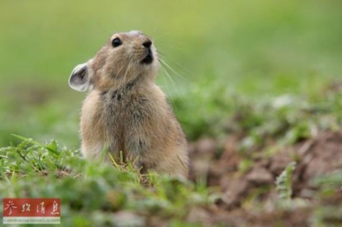 藏区旅游如何预防包虫病,去西藏旅游怎么防包虫病