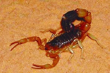 增强机体免疫力的药物有哪些,增强机体免疫力的草有什么