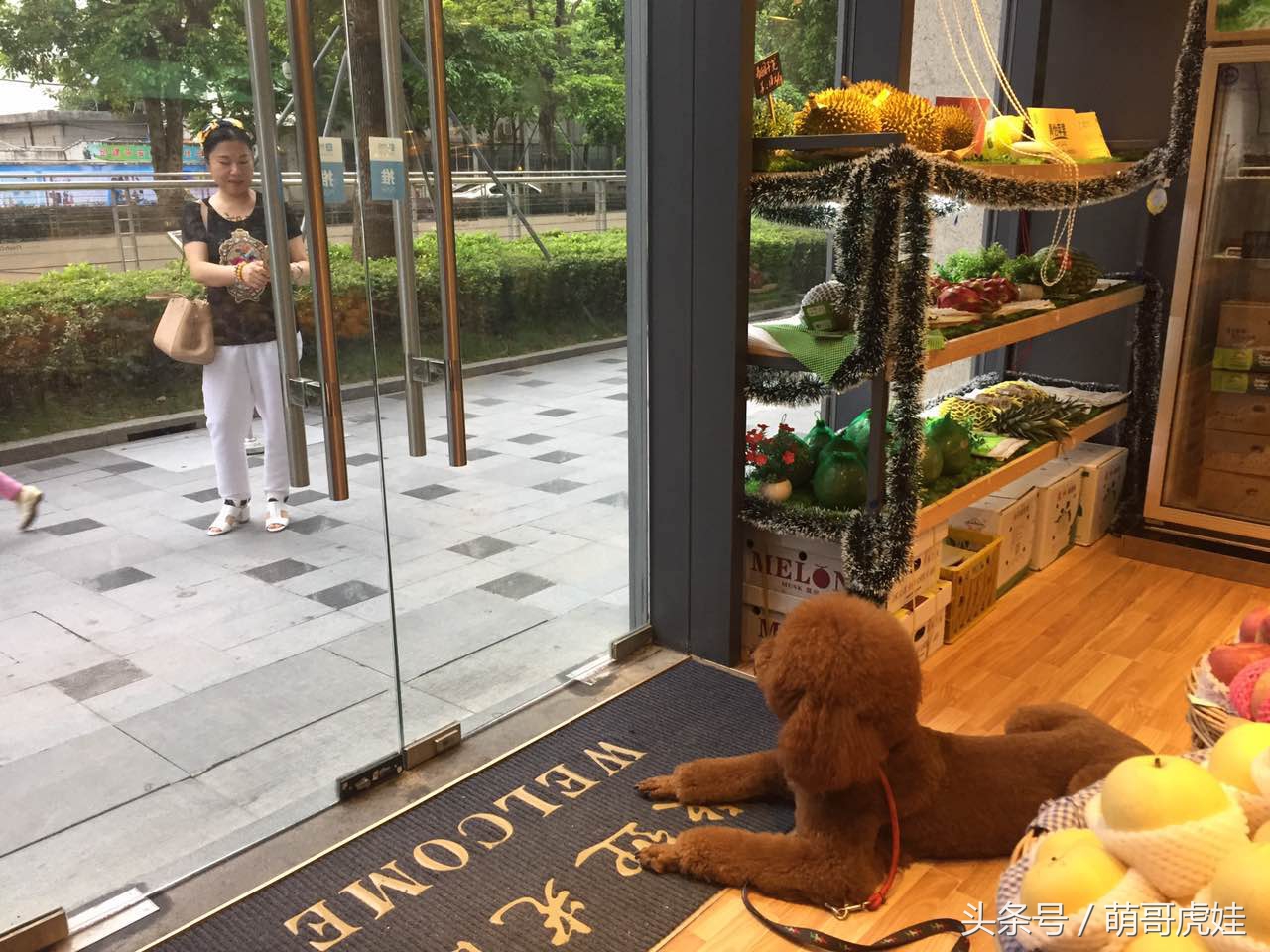 巨型泰迪太大个了,巨型泰迪被吓委屈求抱抱