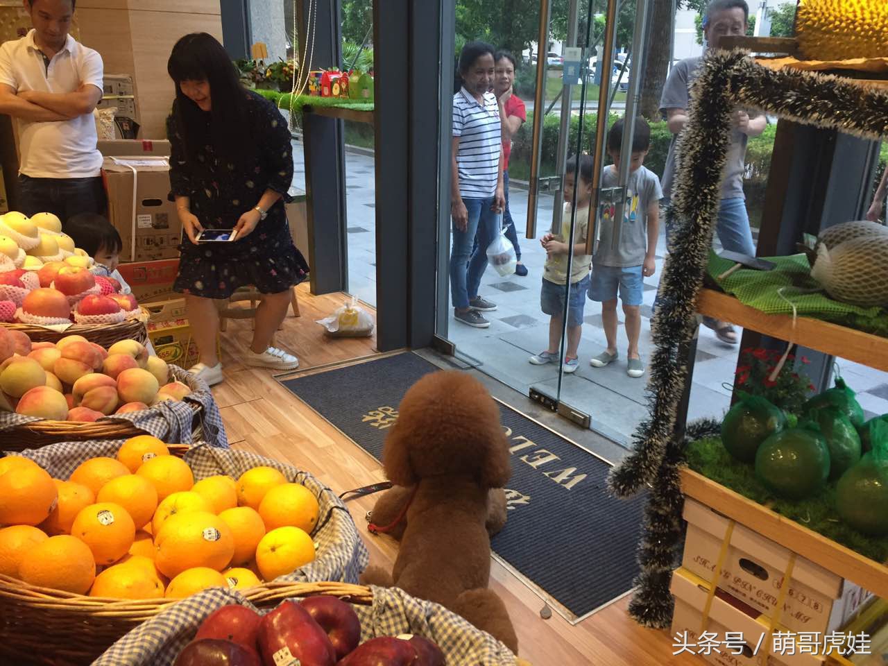 巨型泰迪太大个了,巨型泰迪被吓委屈求抱抱