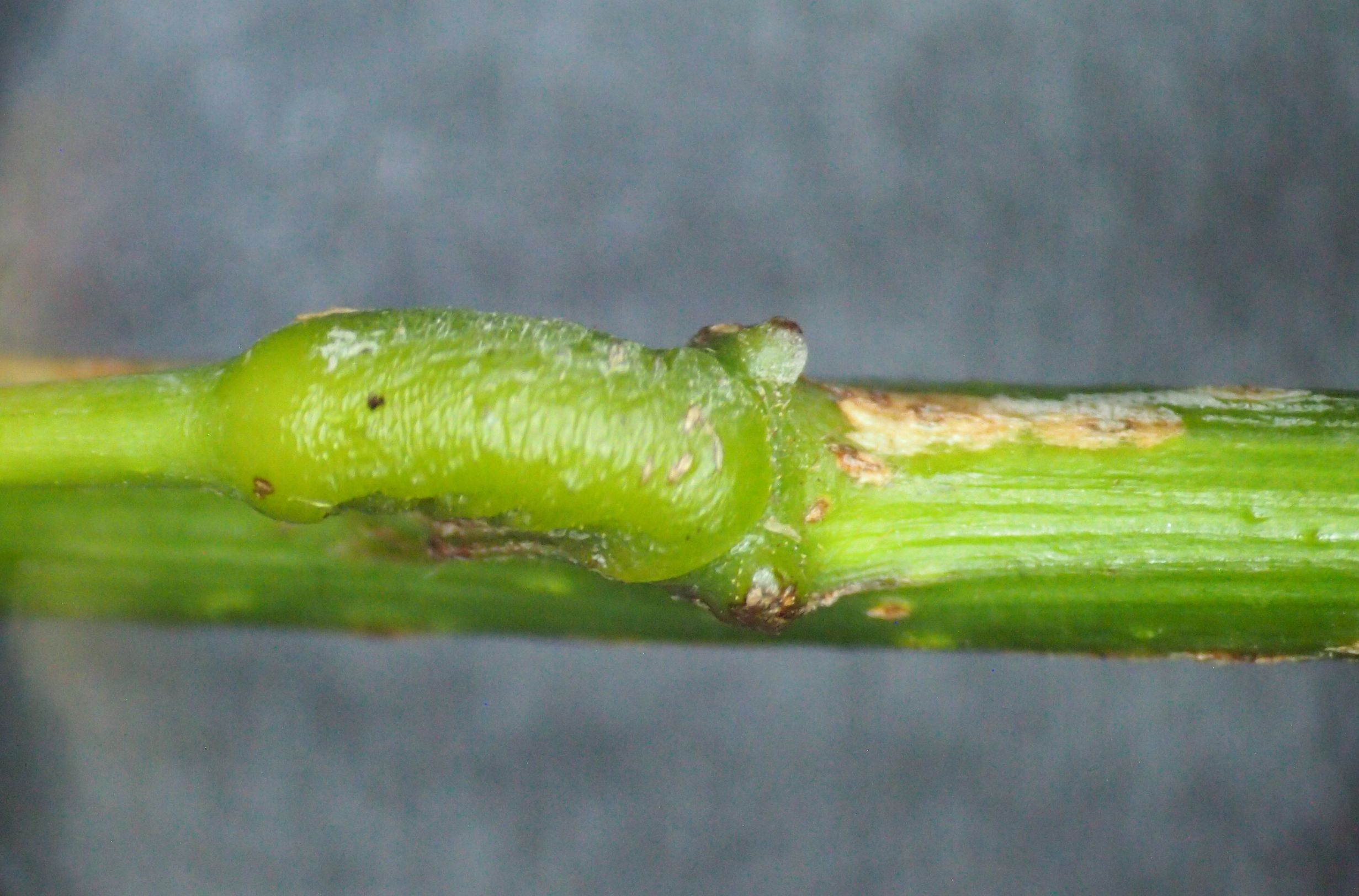 网脉崖豆藤能耐寒多少,网脉崖豆藤