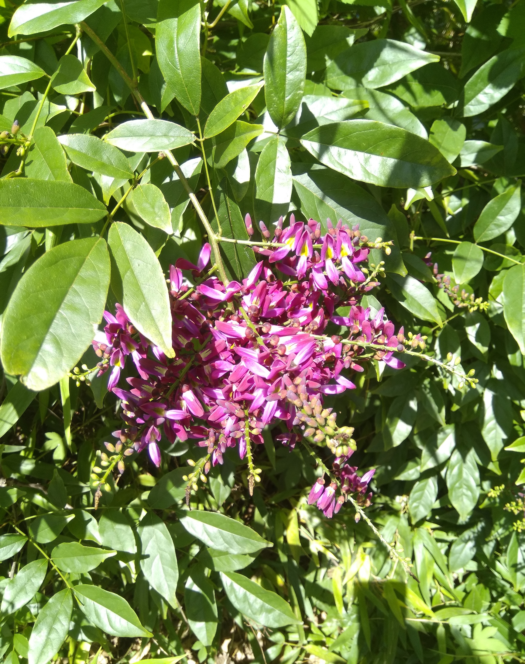 网脉崖豆藤能耐寒多少,网脉崖豆藤