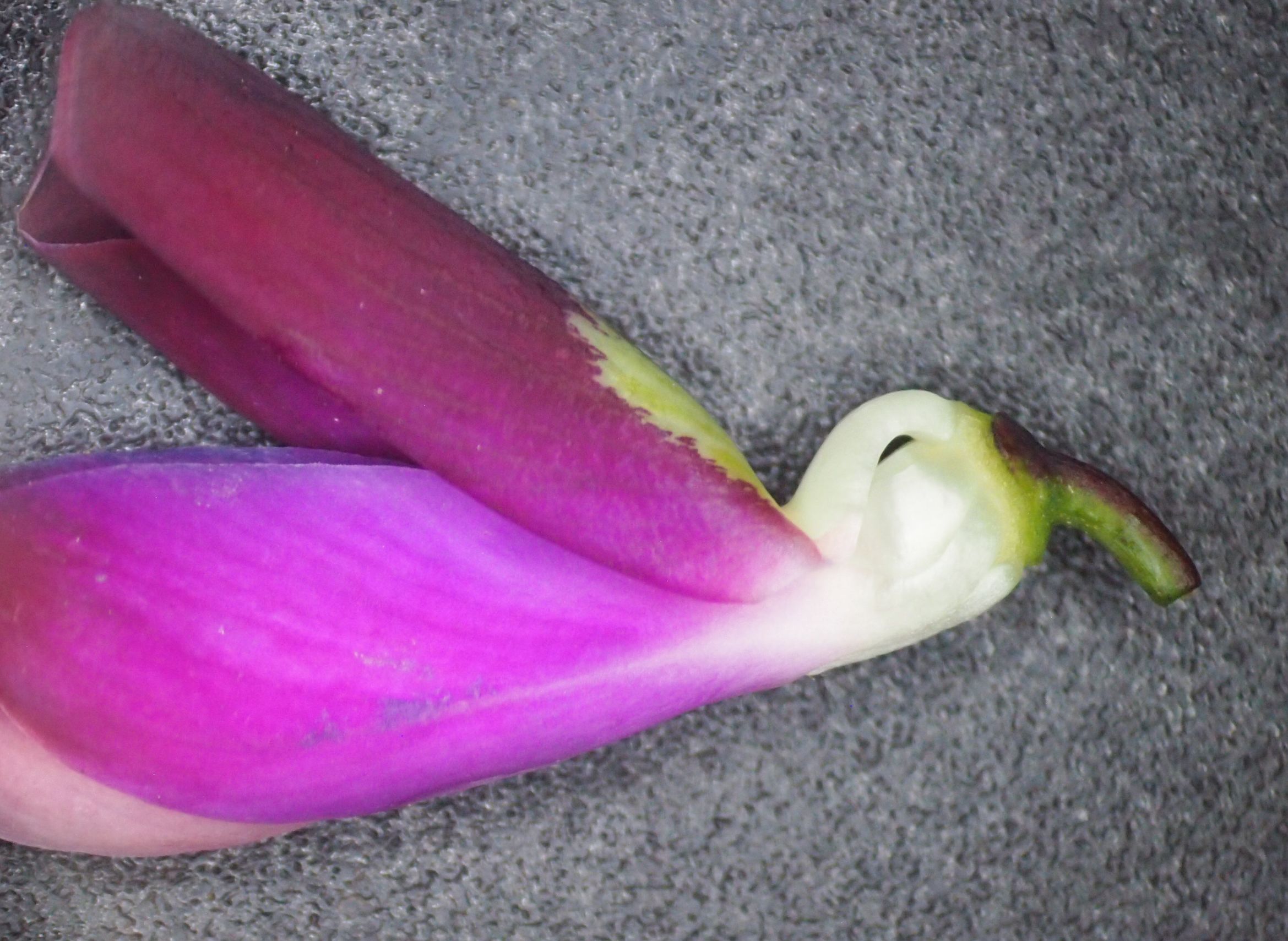 网脉崖豆藤能耐寒多少,网脉崖豆藤