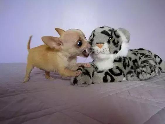 常见品种狗狗的优点和缺点分析,常见的狗狗品种大全