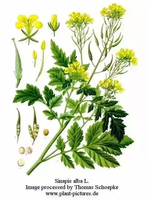 三伏贴需要中医主治吗,三伏贴白芥子需要炒吗