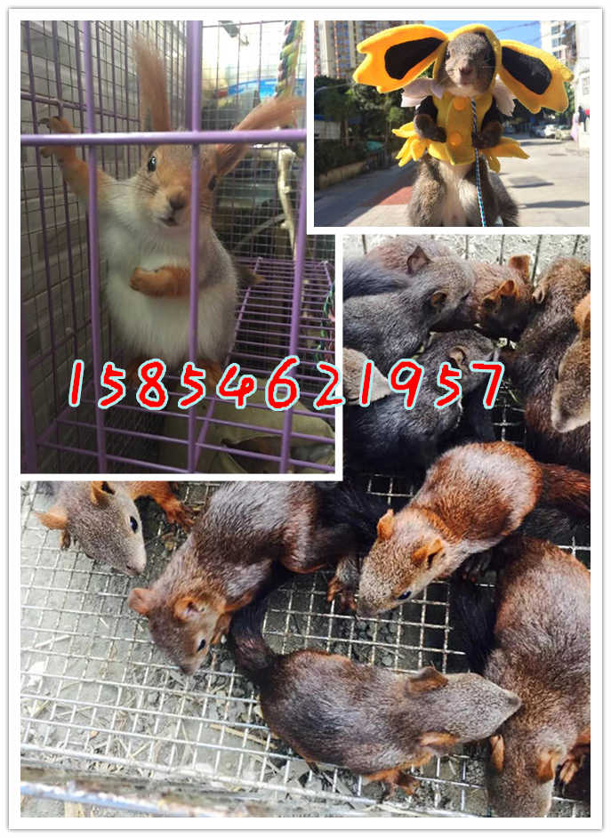 魔王松鼠和雪地松鼠哪个更好养,松鼠饲养