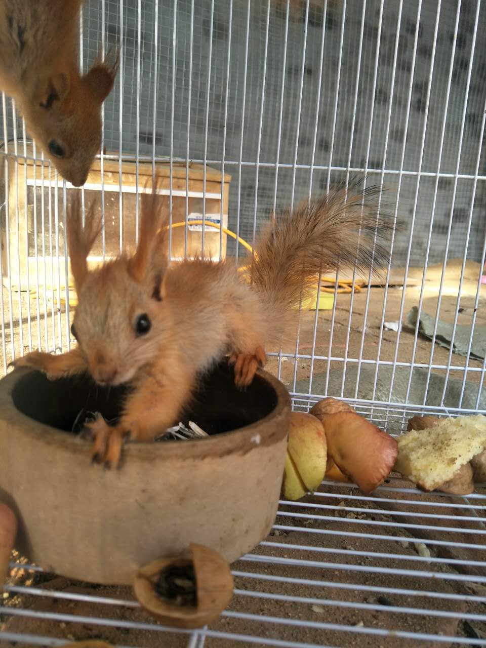 魔王松鼠和雪地松鼠哪个更好养,松鼠饲养
