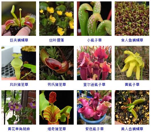 常见花卉盆栽100种,盆栽什么品种花草最好养