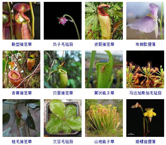 常见花卉盆栽100种,盆栽什么品种花草最好养