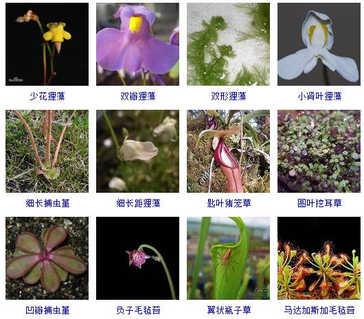 常见花卉盆栽100种,盆栽什么品种花草最好养