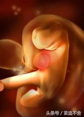 超萌龙凤胎宝宝图片,孕1到9周胎儿发育全过程