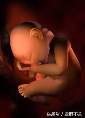 超萌龙凤胎宝宝图片,孕1到9周胎儿发育全过程