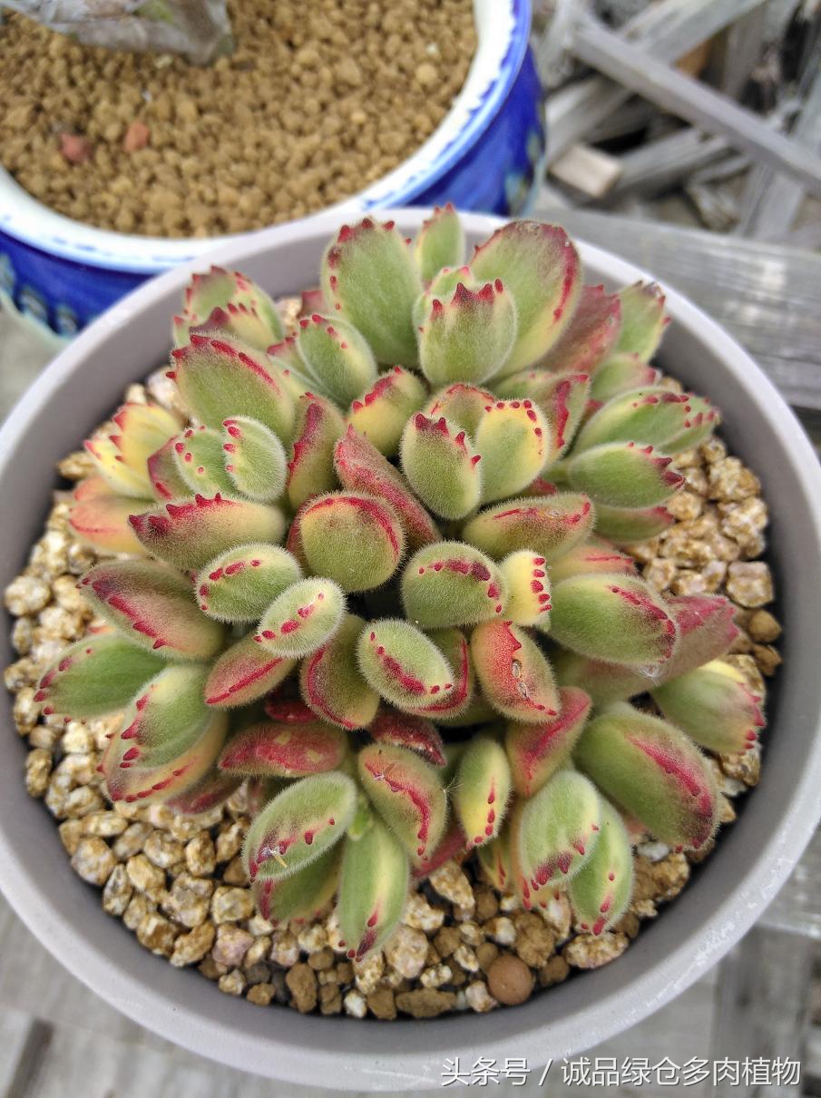 历害了，难道是假包邮区？还在露养呢