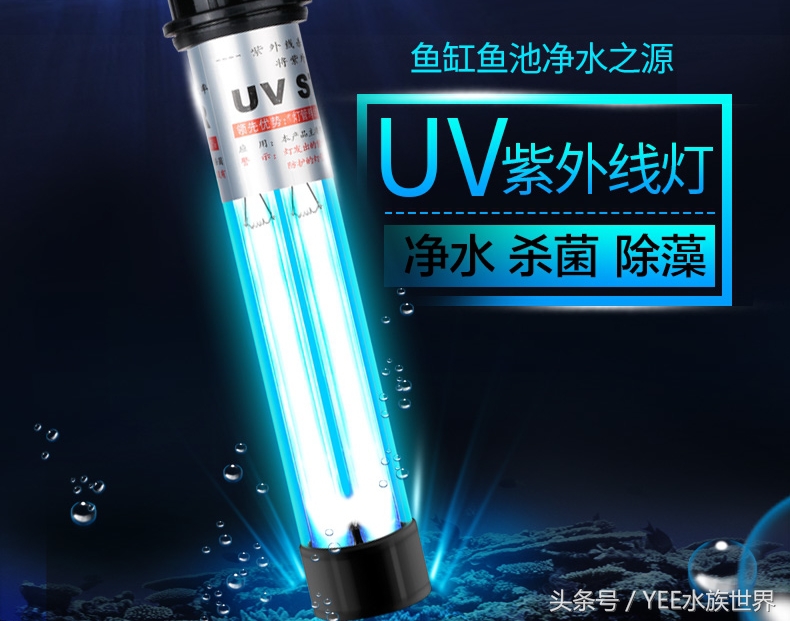 鱼缸里的五颜六色,鱼缸里有绿点怎么处理