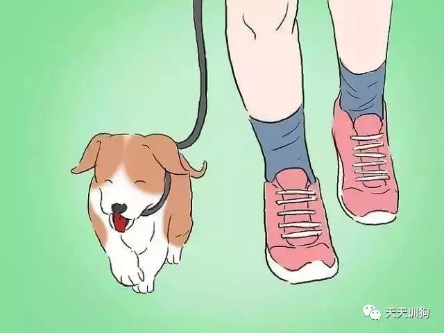 训练狗狗不让狗狗去咬人,怎样训练咬人的泰迪狗狗