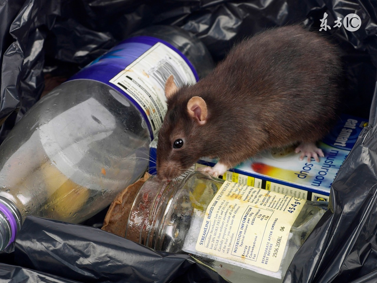 属鼠人的婚配最佳配对,属鼠的人适合什么婚配最好