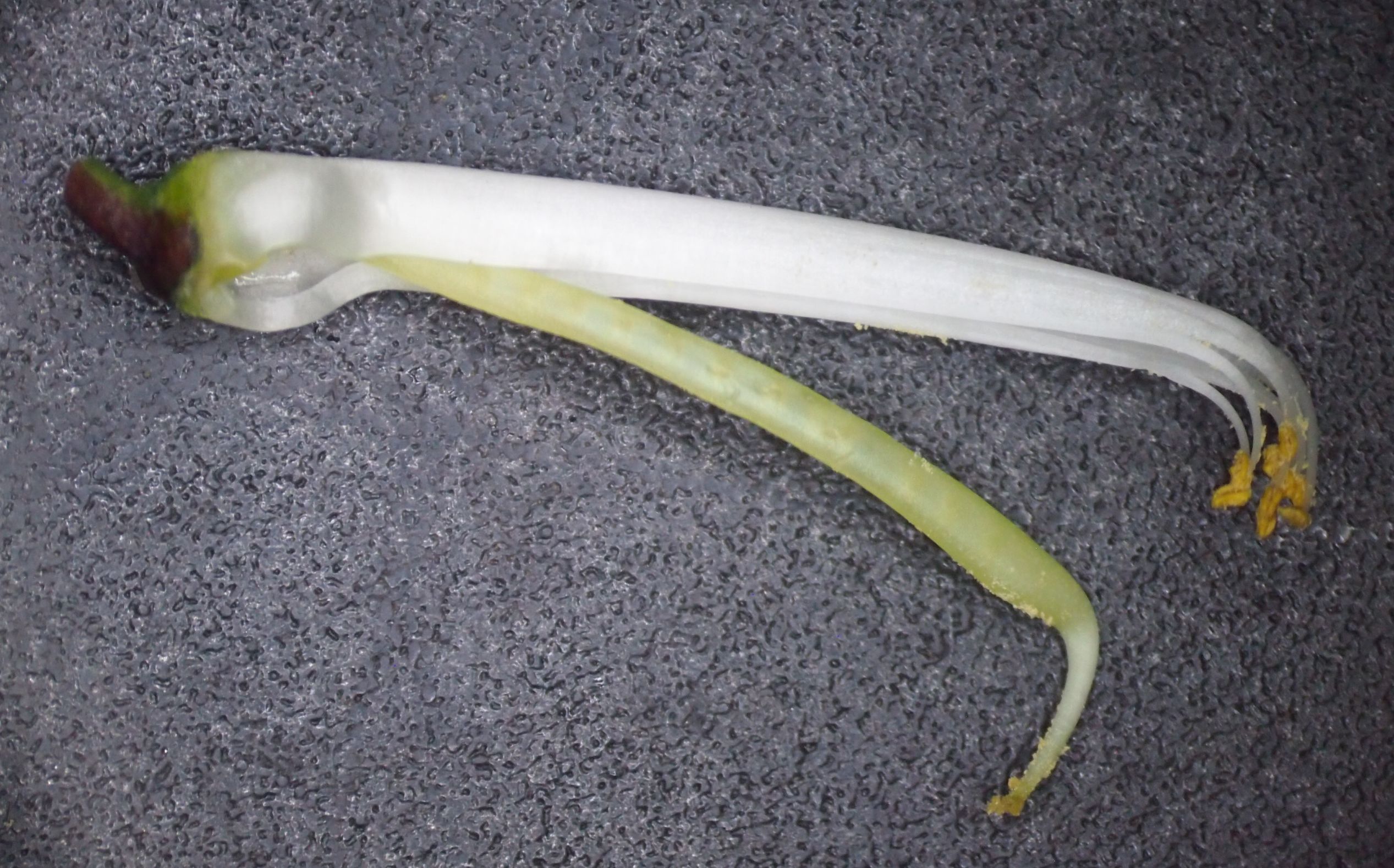 网脉崖豆藤能耐寒多少,网脉崖豆藤