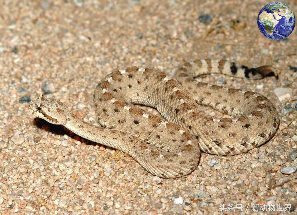世界上有几种蛇会飞,世界上有多少种蛇消失了