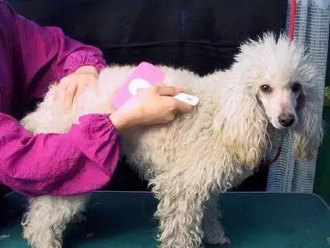 常见品种狗狗的优点和缺点分析,常见的狗狗品种大全