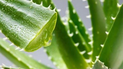 家里种植的芦荟真的可以祛疤吗,家里种的芦荟可以消炎吗