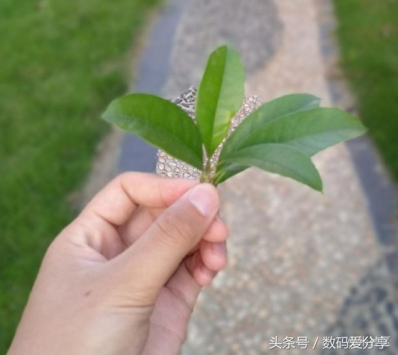 小米6双摄像头使用方法,小米6是双摄还是单摄