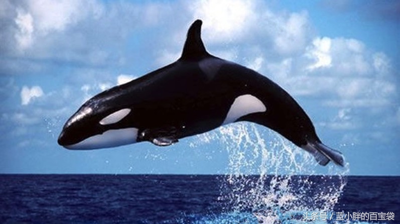 世上最可怕的海底巨兽,令人毛骨悚然的海底巨兽照片