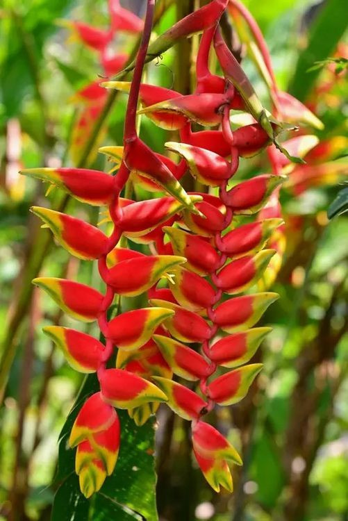 绿色的西双版纳,绿色的西双版纳完整版