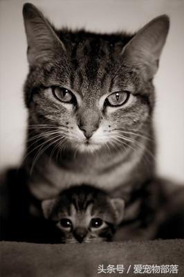 一只猫偷另一只猫的食物,猫偷了另外一个母猫的孩子打架