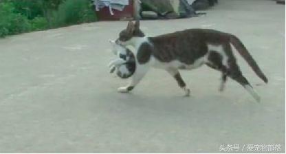 一只猫偷另一只猫的食物,猫偷了另外一个母猫的孩子打架