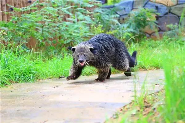 和大熊猫同等珍贵的动物,和大熊猫一样稀有的鸟