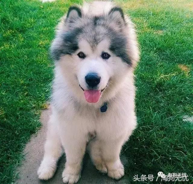 所有的狗狗都有尴尬期吗,科普狗狗知识