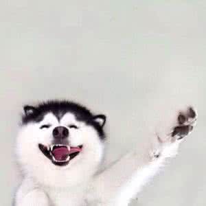 哈士奇常见病有哪些,哈士奇容易患的几种疾病