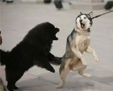 哈士奇常见病有哪些,哈士奇容易患的几种疾病