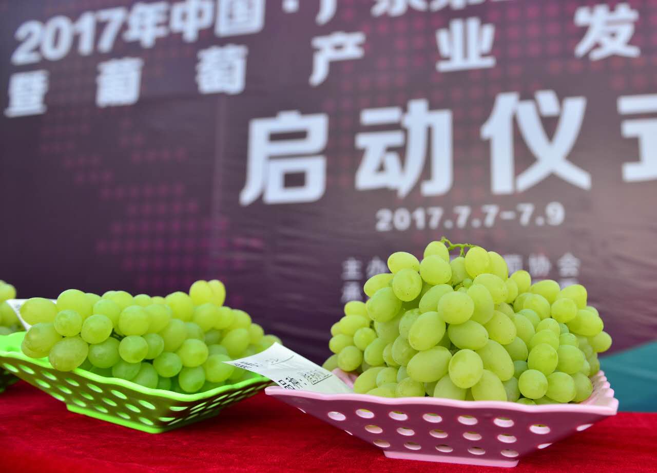 邢台广宗,葡萄王来了