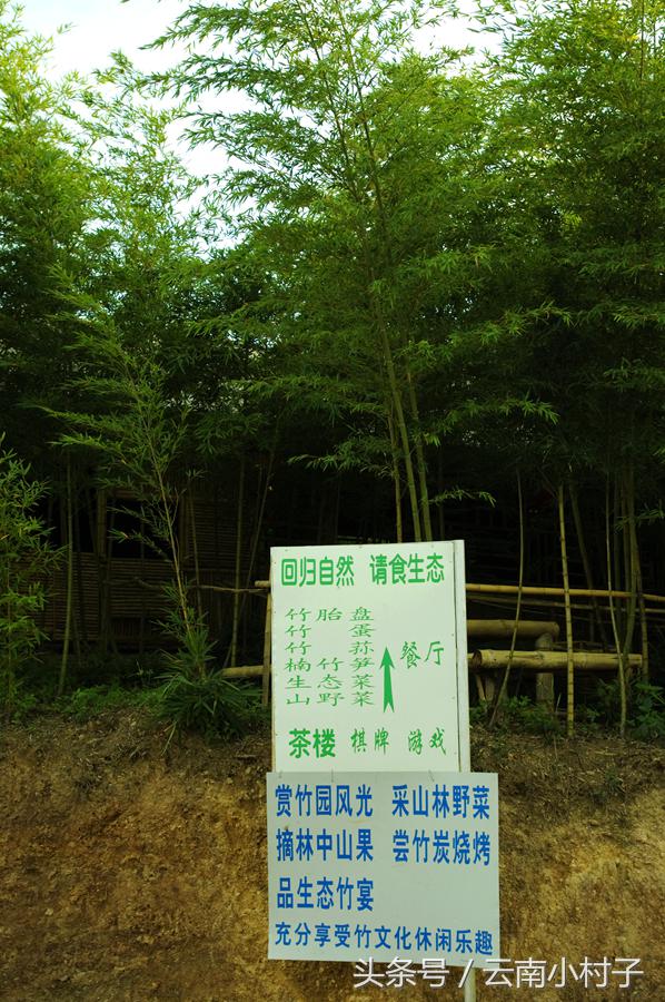 云南玉溪峨山彝人谷万亩竹海竹炭,彝人谷竹海攻略