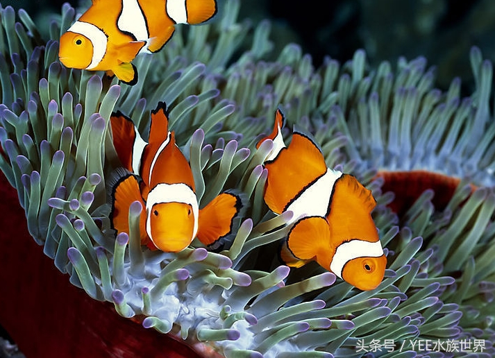 观赏鱼死鱼怎么处理最好,养鱼每天都死鱼怎么回事