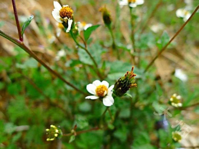 鬼针是双向调节血压吗 (鬼针草降血压怎么样)