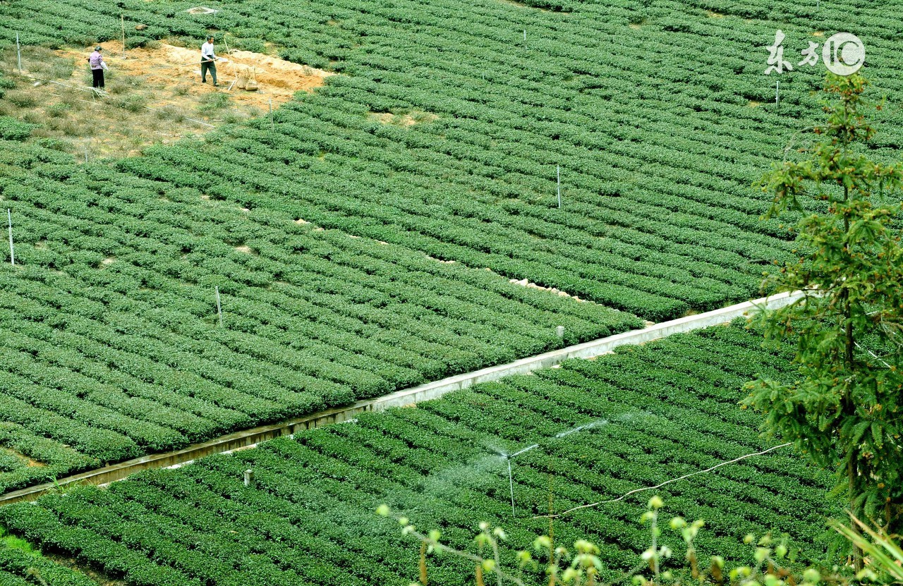 铁观音是不是福建的茶,产地是安溪的铁观音就是正宗的吗